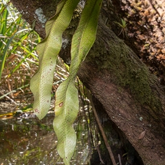 Campyloneurum costatum