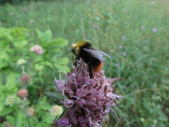 Bombus pratorum