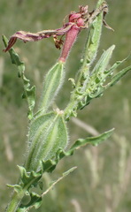 Oenothera indecora