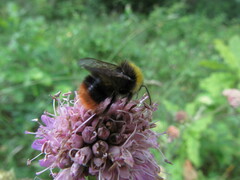 Bombus pratorum