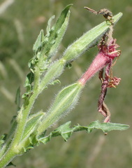 Oenothera indecora