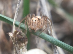 Oxyopes aglossus