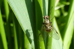 Chrysopilus cristatus