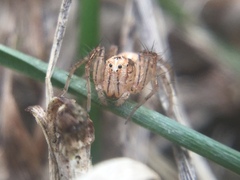 Oxyopes aglossus