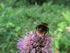 Bombus pratorum