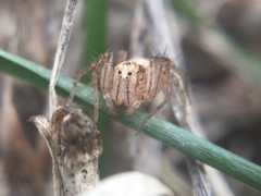 Oxyopes aglossus