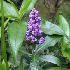 Dichorisandra thyrsiflora