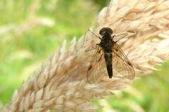 Chrysopilus cristatus