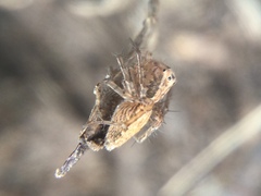 Oxyopes aglossus