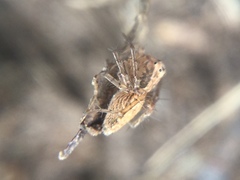 Oxyopes aglossus
