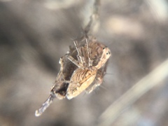 Oxyopes aglossus
