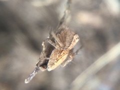 Oxyopes aglossus