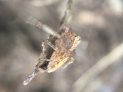 Oxyopes aglossus