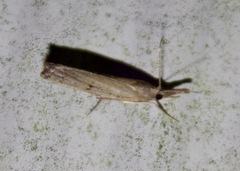Fissicrambus mutabilis