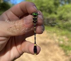 Phyllomacromia picta