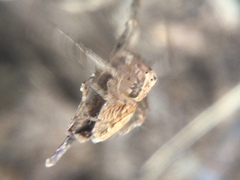 Oxyopes aglossus