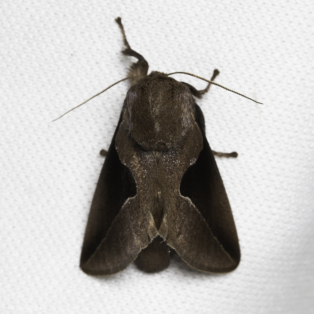Prolimacodes triangulifera