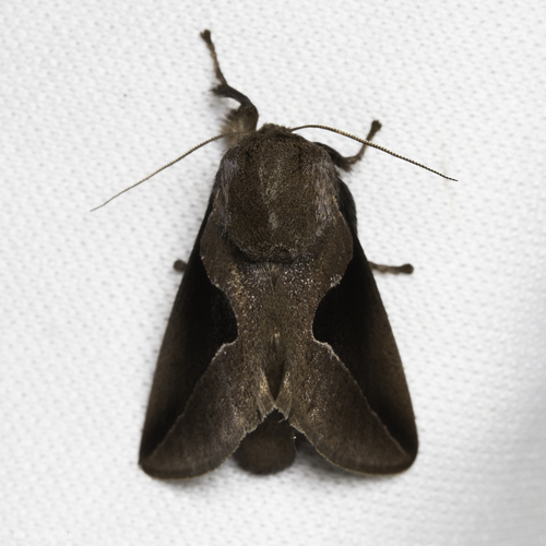 Prolimacodes triangulifera