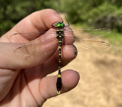 Phyllomacromia picta