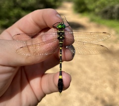 Phyllomacromia picta