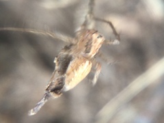 Oxyopes aglossus