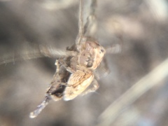 Oxyopes aglossus