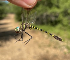 Phyllomacromia picta