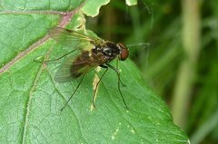 Chrysopilus cristatus