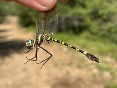 Phyllomacromia picta