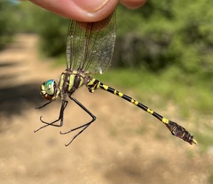 Phyllomacromia picta