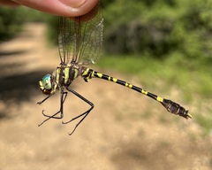 Phyllomacromia picta