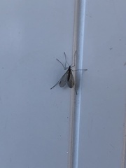 Trichocera
