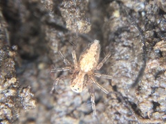 Oxyopes aglossus