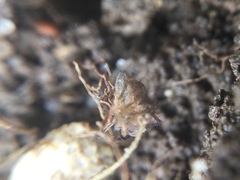 Oxyopes aglossus