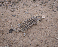 Liolaemus scapularis