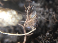 Oxyopes aglossus