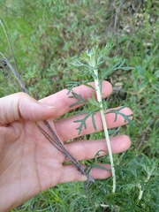 Eriophyllum confertiflorum
