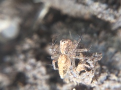 Oxyopes aglossus