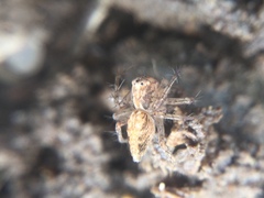 Oxyopes aglossus