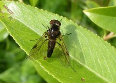 Chrysopilus cristatus