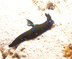 Tambja morosa