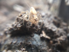 Oxyopes aglossus