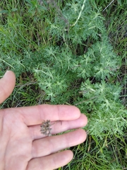 Eriophyllum confertiflorum