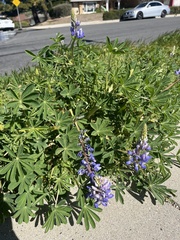 Lupinus succulentus