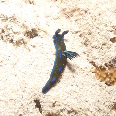 Tambja morosa