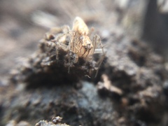 Oxyopes aglossus