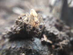 Oxyopes aglossus