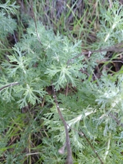 Eriophyllum confertiflorum