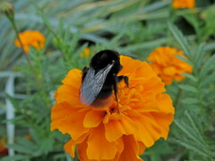 Bombus lapidarius