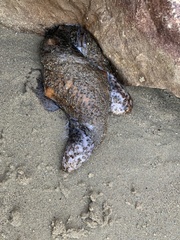 Apostichopus parvimensis